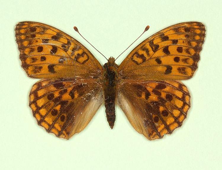 Argynnis adippe female (aberrant form nov 2) (Internet Image property of respective owner, non-commercial use only)